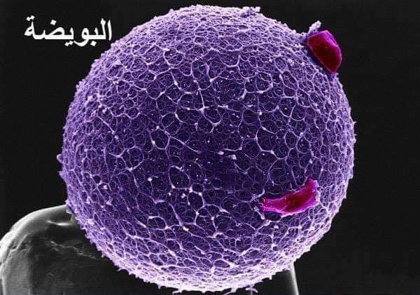 RamyAlSawy1's tweet photo. قصة قصيرة عظيمة عنوانها :

( ثُمَّ خَلَقْنَا النُّطْفَةَ عَلَقَةً فَخَلَقْنَا الْعَلَقَةَ مُضْغَةً فَخَلَقْنَا الْمُضْغَةَ عِظَامًا فَكَسَوْنَا الْعِظَامَ لَحْمًا ثُمَّ أَنشَأْنَاهُ خَلْقًا آخَرَ فَتَبَارَكَ اللَّهُ أَحْسَنُ الْ��َالِقِين ).

. https://t.co/qrLnIBNDbz