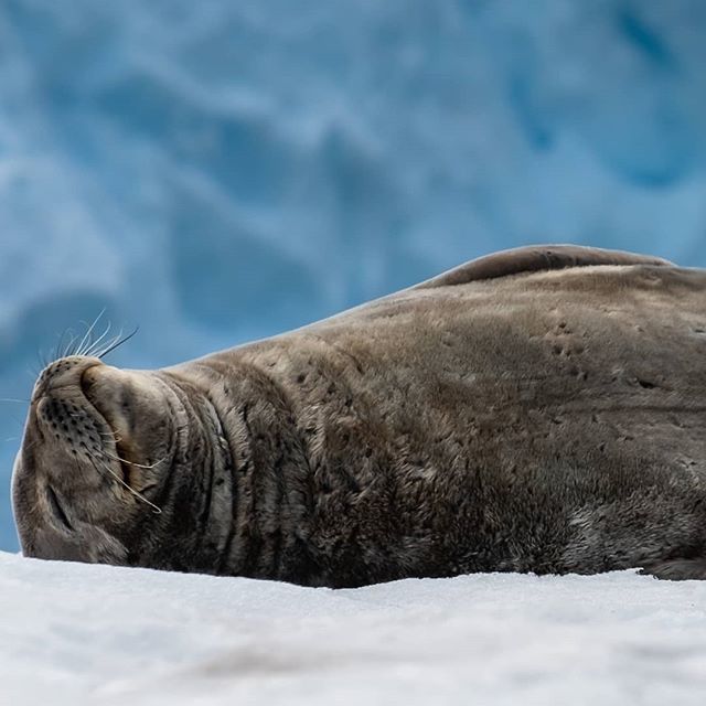 myframeofref's tweet photo. #Seal #molting on the snow. This can last for days, no energy but to roll over and stretch. https://t.co/Kx7xzB3Qpe https://t.co/JS1oYJZJD8