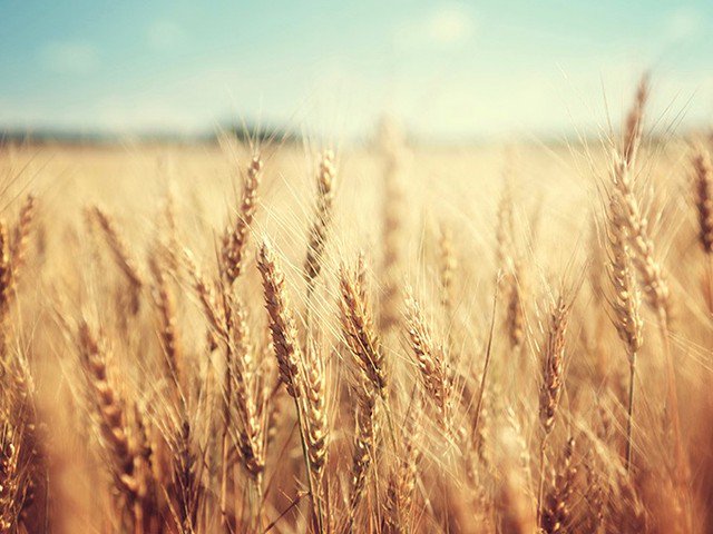 Non-celiac gluten sensitivity is a very real disorder. Read on to check the symptoms and associated disorders and if you think you may have NCGS consider finding a registered #nutritionaltherapist for help and support - #nutrition #health #gluten clikhe.re/urxax