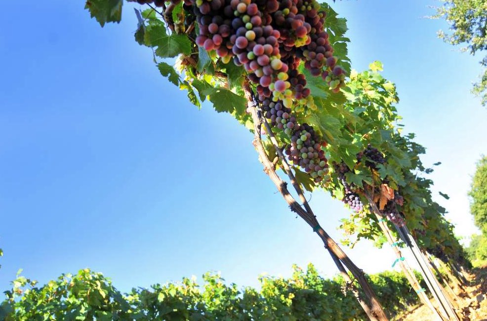 La Bastide sort ses 1ères cuvées certifiées agriculture bio! Le domaine est également labellisé Haute Valeur Environnemental #vinbio #Provence #terroir