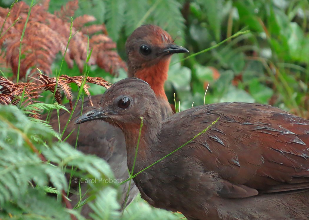 An attractive brown bird with a large brown eye stands among ferns. In the background is her adult-sized chick with a much redder throat and forehead.