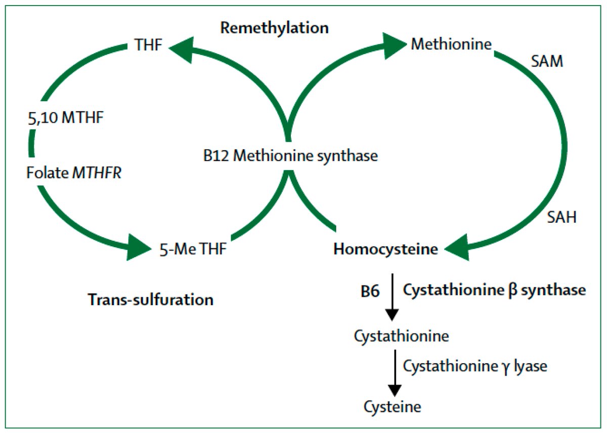 IJMS_MDPI's tweet photo. #mdpiijms #Epigenetic #Factors in #Late-Onset #Alzheimer’s #Disease: #MTHFR and #CTH #Gene #Polymorphisms, #Metabolic #Transsulfuration and #Methylation #Pathways, and #B #Vitamins. To read more at https://t.co/OsB3QO3ejY https://t.co/rBpTZ6YFEM