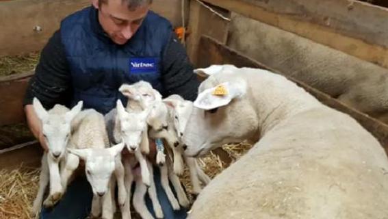 Luxembourg: Une brebis met au monde six agneaux, un fait rare DxBTsULUcAAAmJF