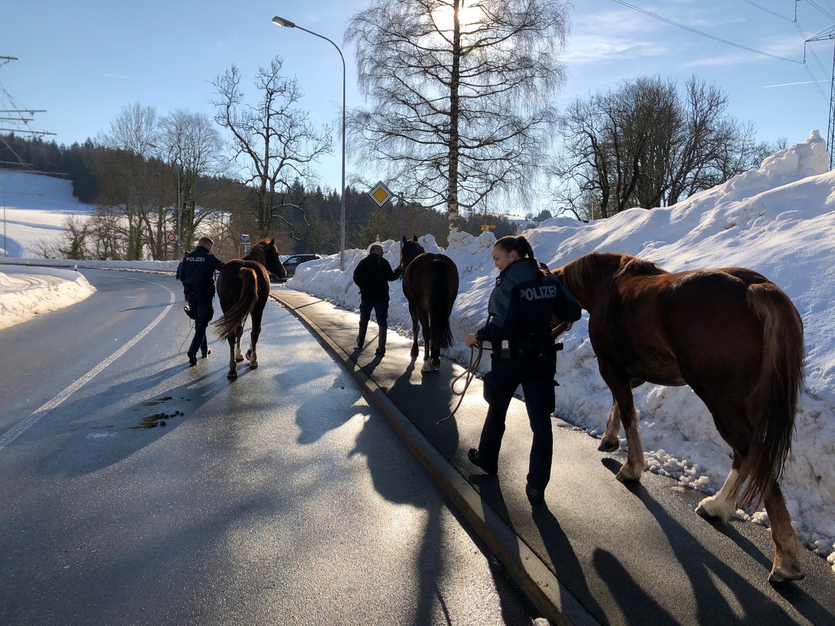 Drei entlaufene Pferde eingefangen. stadt.sg.ch/news/13/2019/0… ^jf