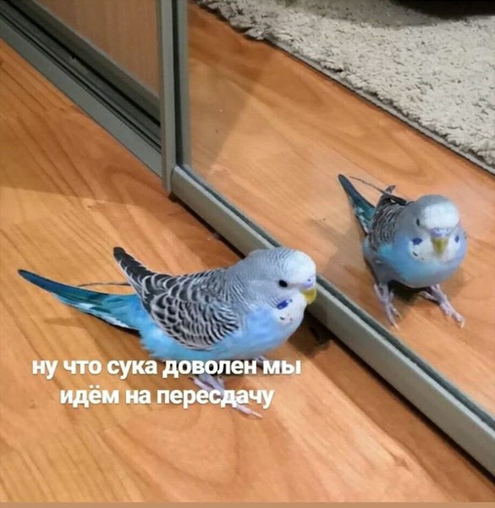 BobylevaA's tweet image. 