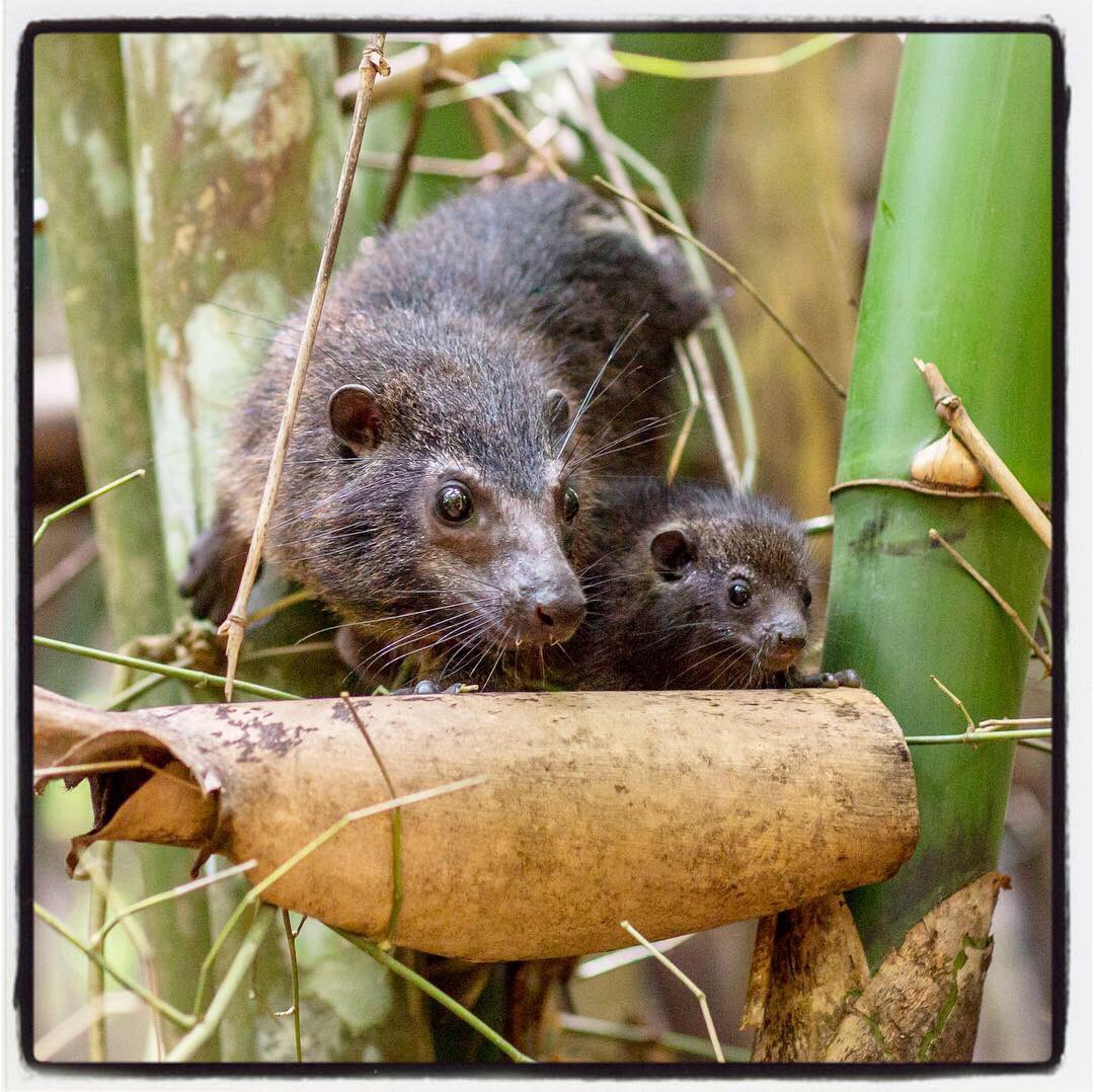 JulietLemon's tweet photo. An amazing sighting of a western tree hyrax (tree dassie) in #KakumNationalPark, #Ghana🇬🇭
.
They are nocturnal & generally feed at night, we saw this mother & her two babies, on of which had slipped down the bamboo stems so the mother came to the rescue🌿
.
#treehyrax #treedassie https://t.co/qJeT3MWS7b
