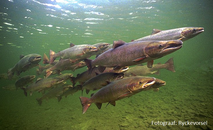 #Haringvlietsluizen vandaag voor het eerst echt op een kier. Vrije doorgang voor vissen in #Haringvliet, weg open naar Duitsland en Zwitserland. Ruim baan voor zalm en steur, meer ruimte voor kustvogels! Op naar een dynamische delta! vogelbescherming.nl/actueel/berich…