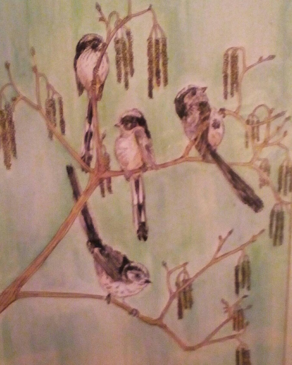 The Long tailed Family #susiehammondart #Suffolk #family #birdwatch #birdwatching #familylife #catkins #twigs #upartwig #leaves #gardeningtips #longtailedtits