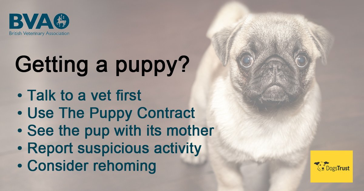 Illegal puppy imports are a real concern for #vets &amp; animal rescue organisations- 30% vets had seen puppies last year that they were concerned had been brought into the country illegally. RT to share our top tips to get a puppy responsibly ow.ly/rk8c30nkGVF