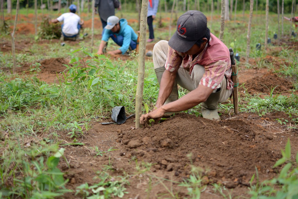 ICCO_ROSEA's tweet photo. Our country project manager for the #SpiceUp program in #Indonesia recently visited our #demoplot in Bangka, where farmers were planting new seeds before the rainy season! SpiceUp is a #G4AW project that supports 100,000 pepper farmers improve their #livelihoods. @NLSpaceOffice https://t.co/w65teVO0y0