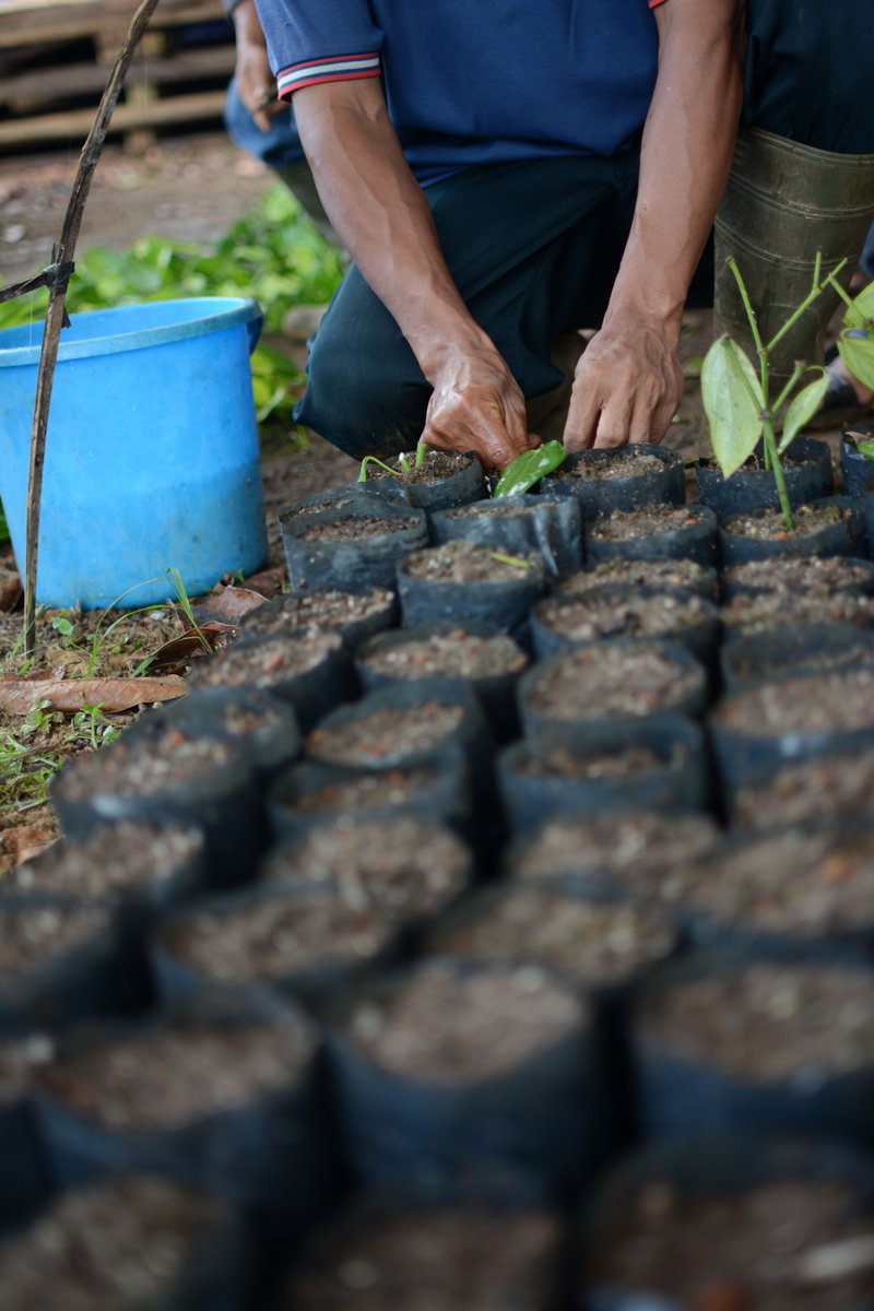 ICCO_ROSEA's tweet photo. Our country project manager for the #SpiceUp program in #Indonesia recently visited our #demoplot in Bangka, where farmers were planting new seeds before the rainy season! SpiceUp is a #G4AW project that supports 100,000 pepper farmers improve their #livelihoods. @NLSpaceOffice https://t.co/w65teVO0y0