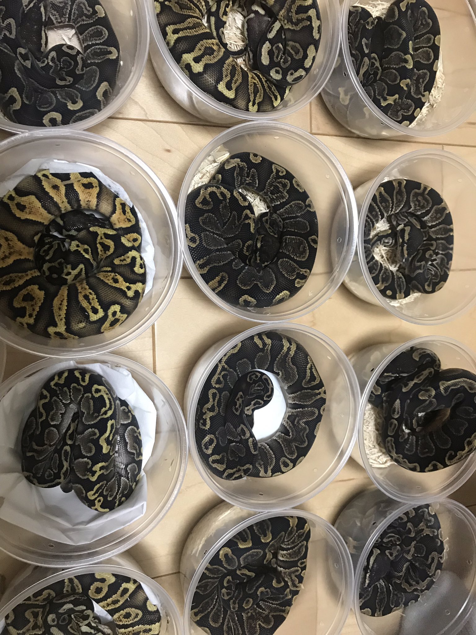 ボールパイソン ニョロニョロガイド