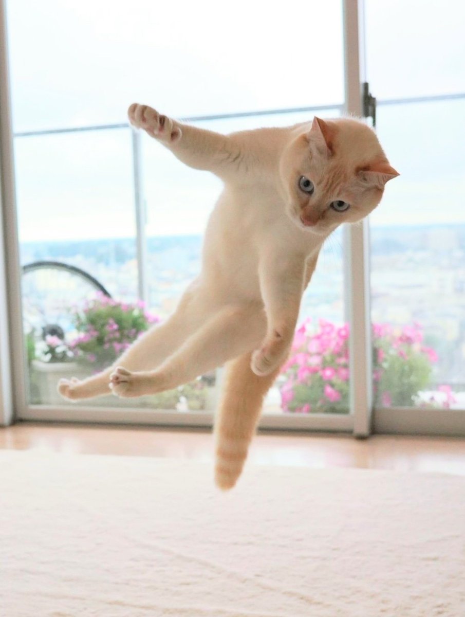 ジャンプ猫