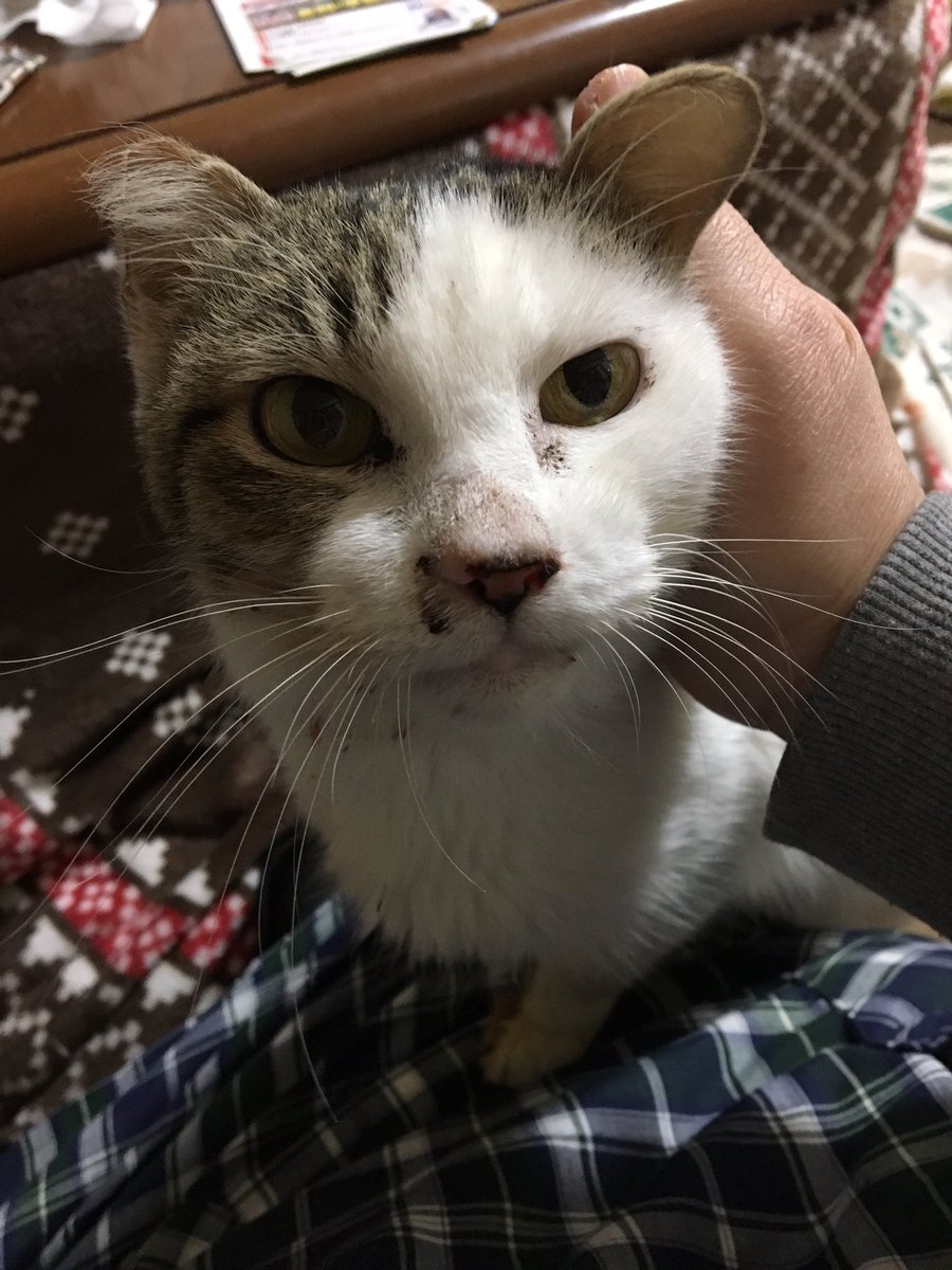 やっちゃん ぽんず 今日は調子がいいみたいで いつもなら鼻の周りが鼻水 鼻血でいっぱいで 拭いても拭いてもすぐに塞がれますが 今は塞がれておらず ごはん完食してくれました この調子 猫好きさんとつながりたい 猫風邪