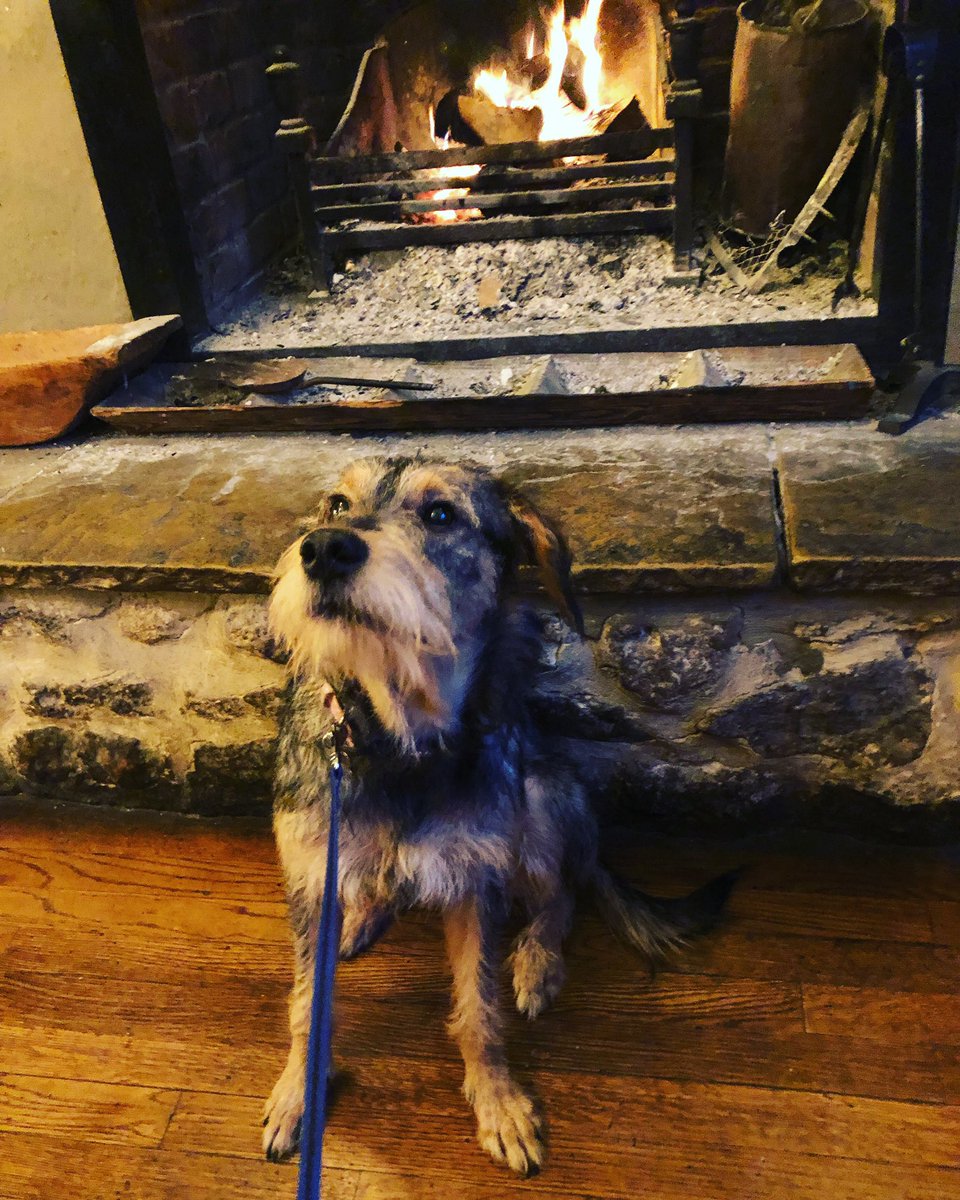 Why not bring your pooch down to the kings.... we have some amazing offers thorough out the week. #dogsoftwitter #DogLover #dogfriendly