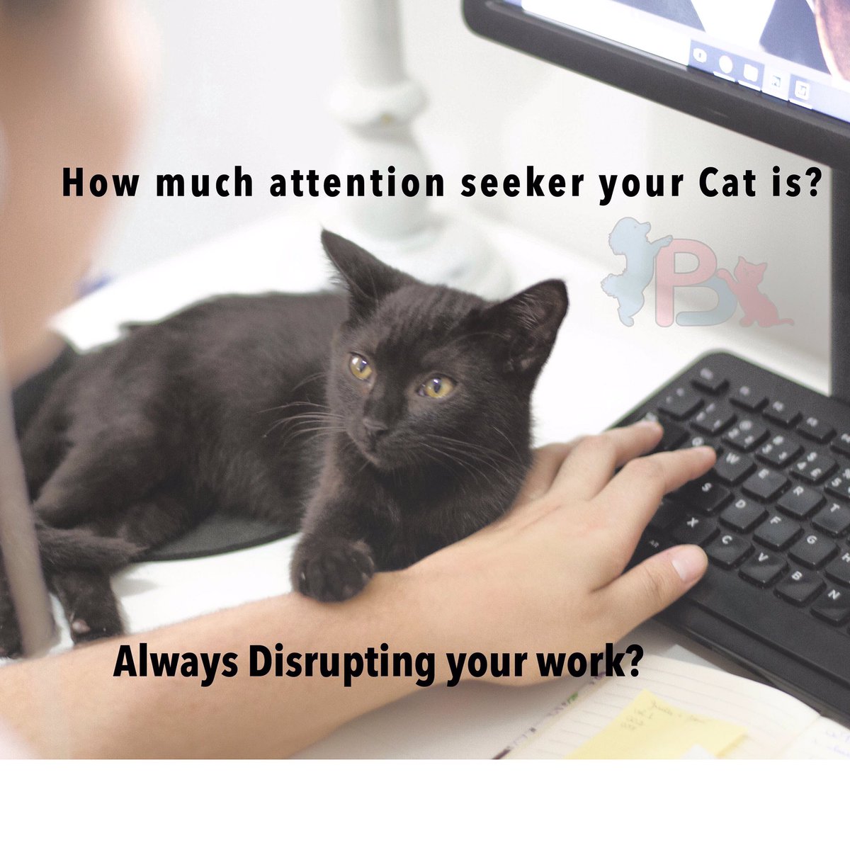 PetButty's tweet photo. Those Little urchins never bothers to act responsible. Totally cat xD
#petbutty #cats #catsofworld #bengalcat #persiancat #work #love #notorious #responsible #chennai #CatsOfTwitter https://t.co/FbDGMKuqoZ