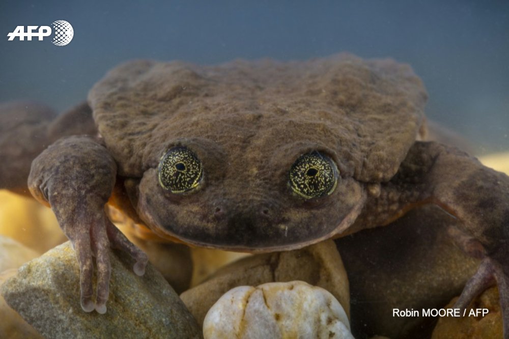 Roméo, grenouille bolivienne mâle célibataire et sans enfant, l'une des dernières de son espèce, vient de trouver sa Juliette u.afp.com/JkLE #AFP
