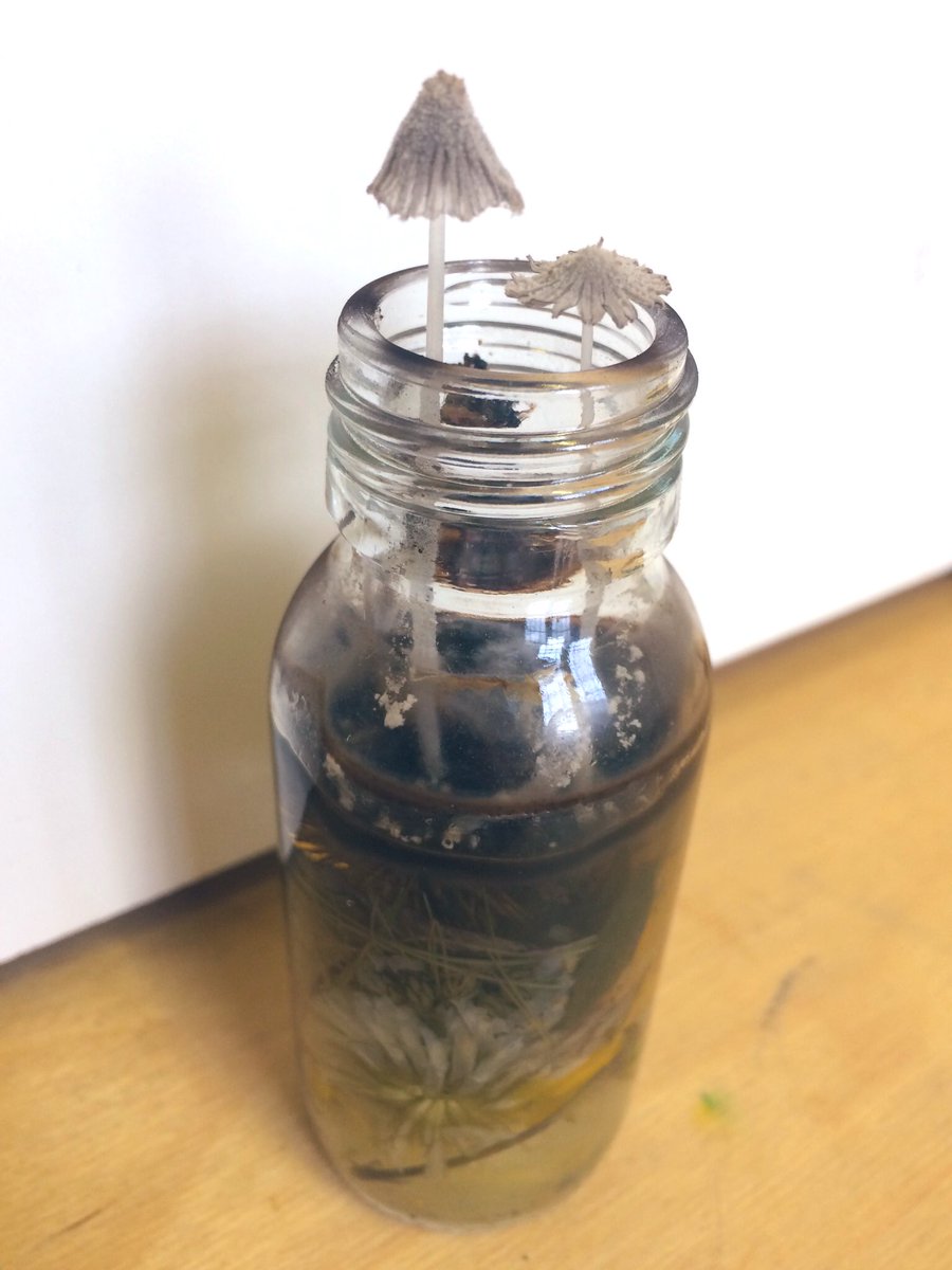 3-months stagnating // collections of #leebank detritus growing new life in the Studio // <a href="/re_connections/">Re:connections</a> dialogues left to evolve // research by @JRPeevers place as assemblage