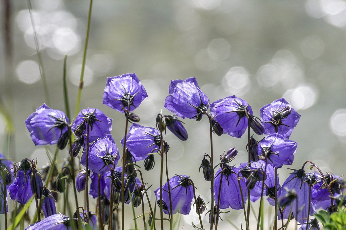 ECHTKUHL's tweet photo. Die Glockenblumen-Scherenbiene, eine Wildbienenart, ist ganz schön wählerisch: Sie sammelt ausschließlich Pollen von Glockenblumen. Weitere interessante, witzige, wissenswerte und neue Informationen über Bienen und ihre wichtige Arbeit findet ihr unter https://t.co/Q4s9hMmRrJ https://t.co/oj8k9mmD0e