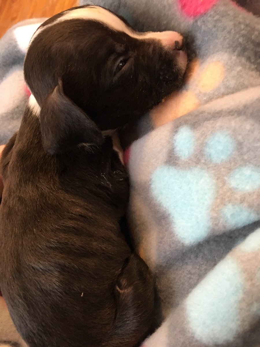 MylesAheadOH's tweet photo. Good morning everyone! Today we are asking for prayers for our new foster named Dolphin (Finn for short). Finn is a 6 week old pit bull puppy who only weighs 1.5 pounds. We are asking for prayers so hopefully Finn will be able to pull through! #prayforfinn https://t.co/GV14tLRJav