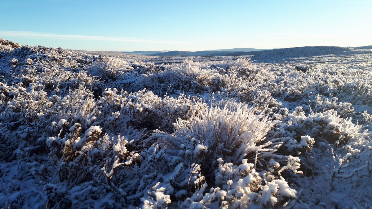 CawdorEstate's tweet photo. We have had a couple of dreich days this week but the beginning of the week saw crisp frosty mornings and blue skies!

#Winterwatch #scottishhighlands #weather #estatelife #moorland https://t.co/SmAj0qwxct