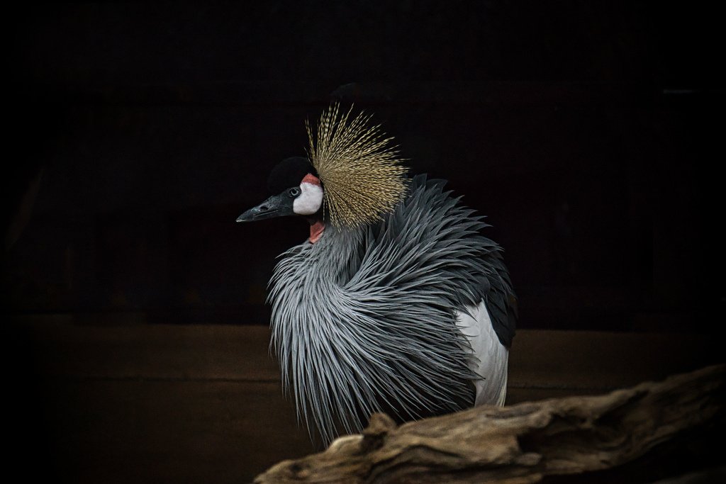 synectics's tweet photo. African Crane V2, my new picture on #Flickr https://t.co/GcYtVvyuj1 #Photography https://t.co/oXRVN5Iohm
