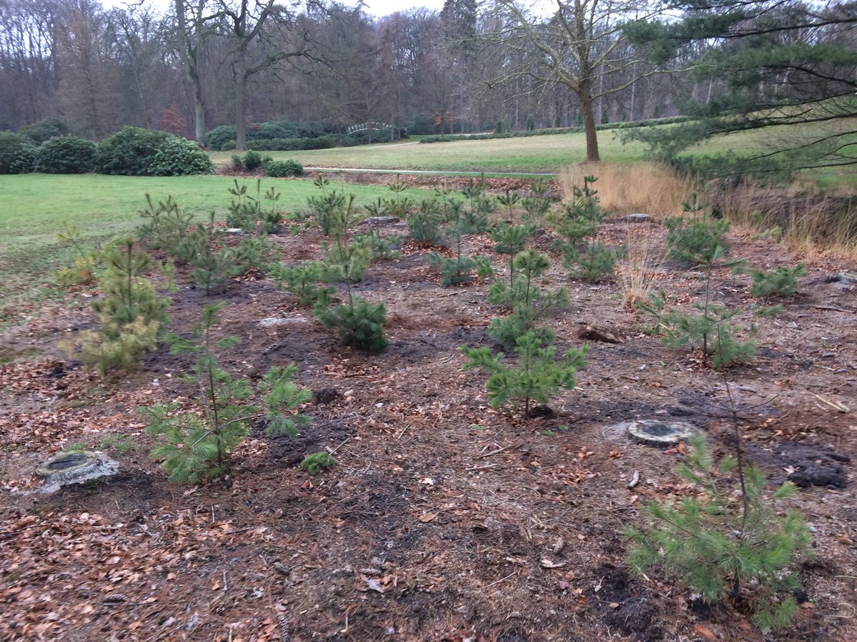 Ook hier inboet van Pinus strobus. Niet door droogte maar door een reebok die zijn nieuwe gewei moet vegen aan de jonge aanplant. Bast er af en toppen gebroken... oude beschadigde exemplaren bewust laten staan als lokker.