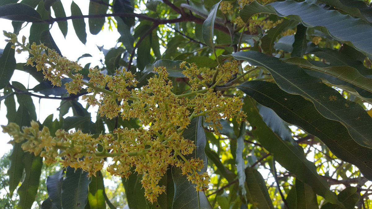 LefCastaneda's tweet photo. #chahuitescapitaldelmango las flores de mi jardin https://t.co/ZfZn1Tdzn6