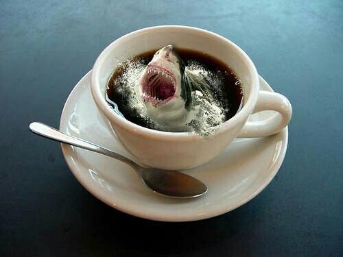 SharkMontauk's tweet photo. A shark smile #GoesBetterWithCoffee 😆☕️🦈 https://t.co/Cfj8Sq7ZZo