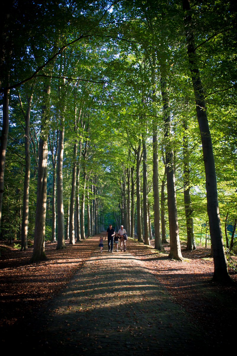 RoutesinBrabant's tweet photo. In regio #Toerlezjoere vind je prachtige natuur, zoals de Chaamse Bossen, Boswachterij Dorst en de Strijbeekse Heide. Kom zeker eens 'toerlezjoeren' in deze regio tussen Breda, Tilburg en de Belgische grens! #FietsenWandelbeurs https://t.co/uZfld5M1wf https://t.co/bV82RKhJX9
