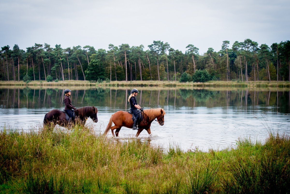 RoutesinBrabant's tweet photo. In regio #Toerlezjoere vind je prachtige natuur, zoals de Chaamse Bossen, Boswachterij Dorst en de Strijbeekse Heide. Kom zeker eens 'toerlezjoeren' in deze regio tussen Breda, Tilburg en de Belgische grens! #FietsenWandelbeurs https://t.co/uZfld5M1wf https://t.co/bV82RKhJX9