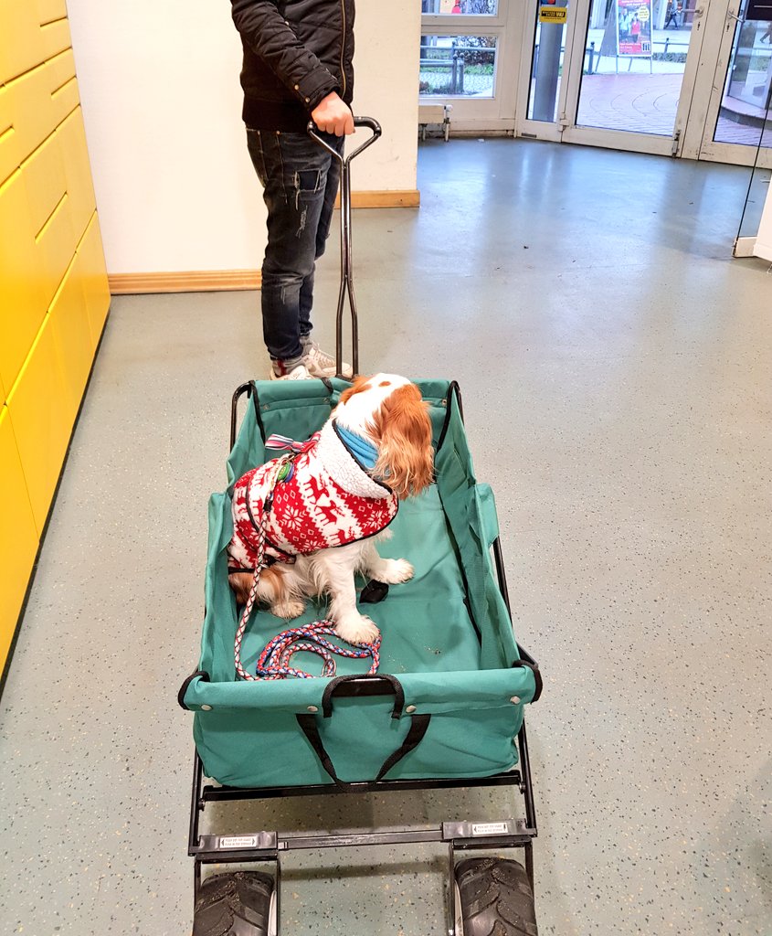 Nanukchen's tweet photo. Had a nice adventure last Wednesday... #NukiOnTour #postoffice #bigparcel https://t.co/sS7A9iL684