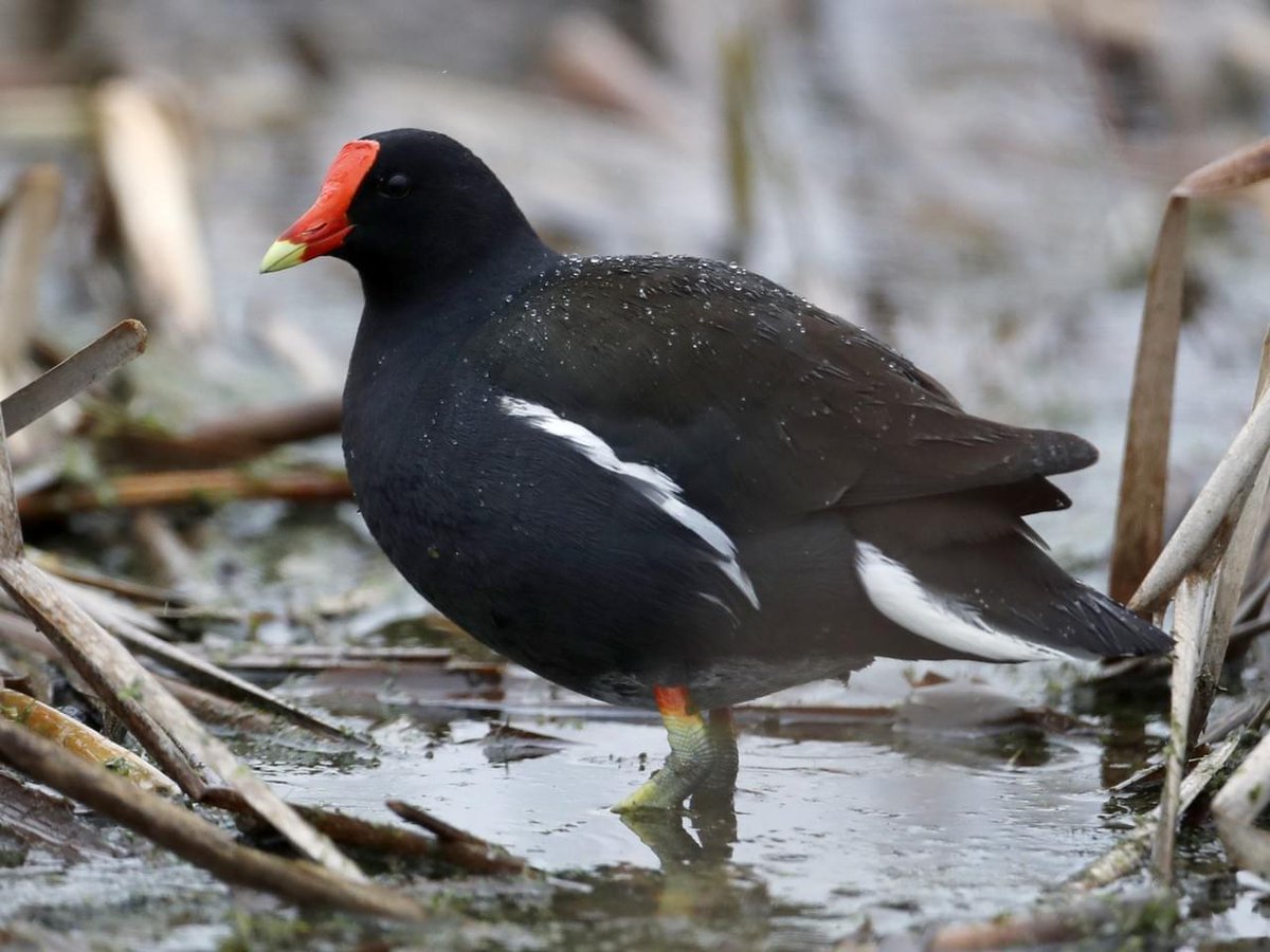 Charles B. van Rees (@gulothoughts) on Twitter photo Shot in the dark, but looking for help!
Does anybody have (or know someone who has) body measurements of live Common gallinules (Gallinula galeata) in North America?
RT's appreciated, thanks!
#Ornithology #sciencetwitter #Ecology #Conservation <a href="/AmOrnith/">American Ornithological Society</a> <a href="/WaterbirdSociet/">Waterbird Society</a> Shot in the dark, but looking for help!
Does anybody have (or know someone who has) body measurements of live Common gallinules (Gallinula galeata) in North America?
RT's appreciated, thanks!
#Ornithology #sciencetwitter #Ecology #Conservation <a href="/AmOrnith/">American Ornithological Society</a> <a href="/WaterbirdSociet/">Waterbird Society</a>