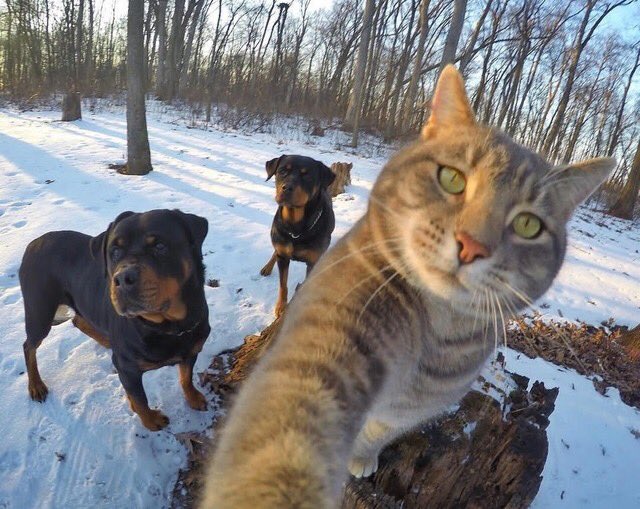 Кошки против собак 2001. Кошка 3 собака 3 корова 2 петух 8 ослик ?. Кошки против собак месть китти галор. Кот 2 собака 3. Кошки против собак 2001.