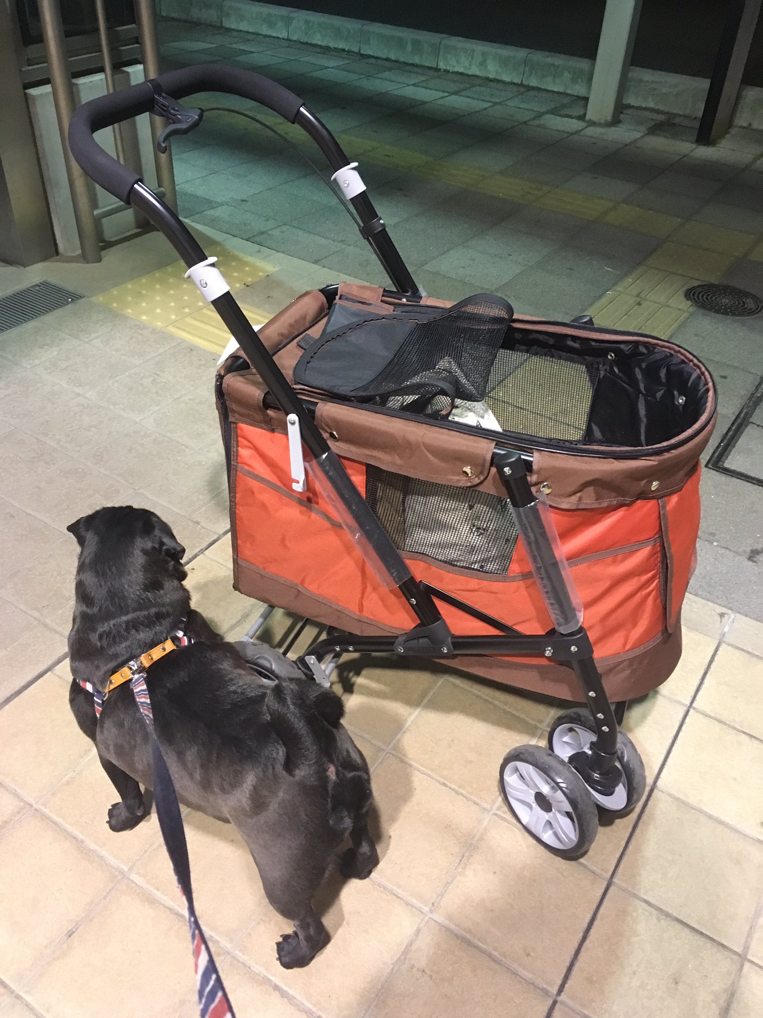 内山美幸 青森帰省を終え無事埼玉県到着 O 今回の旅で中型犬サイズ 14kg でも バギーを使えば電車 新幹線には乗って移動出来るという事が分かった もう郷帰りは怖くない X 笑 パグもどき 手回り品切符 青森帰省 終了 T Co