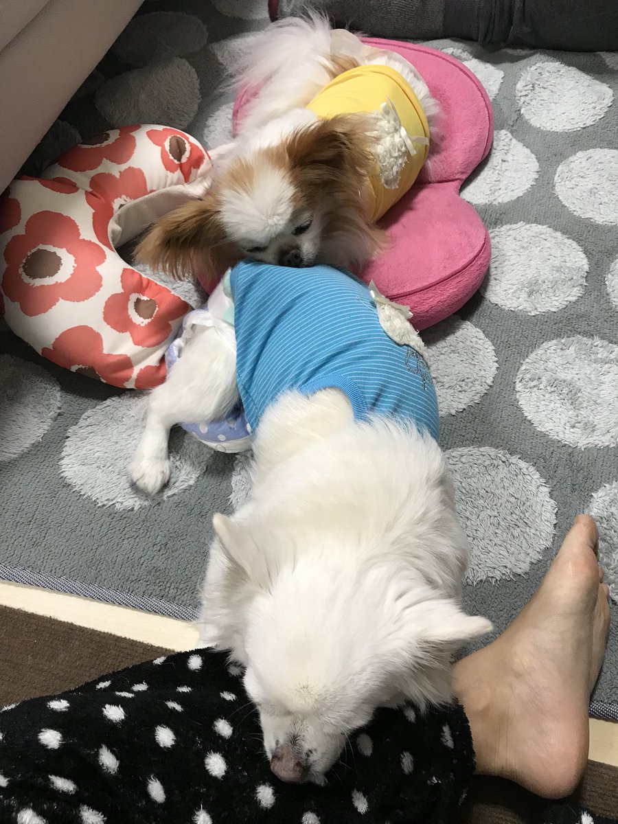 ルッツ 部屋大掃除中 人間の足を枕にしているイッヌの尻を枕にしているイッヌ ルッツ 部屋大掃除中 人間の足を枕にしているイッヌの尻を枕にしているイッヌ