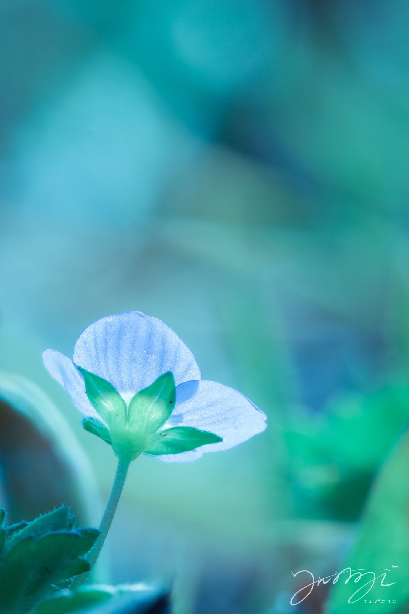 うえだこうじ ようこそ 地面スレスレの世界へ オオイヌフグリ 花 Flower 自然 Nature 青い花 地面スレスレ 東京 Tokyo 写真 Photo Photography T Co Nb6sdvit93 Twitter