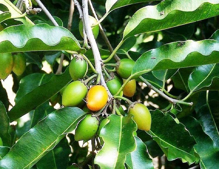 Gambar Pohon  Cendana  Dan Manfaatnya Gambar Bagian Tumbuhan