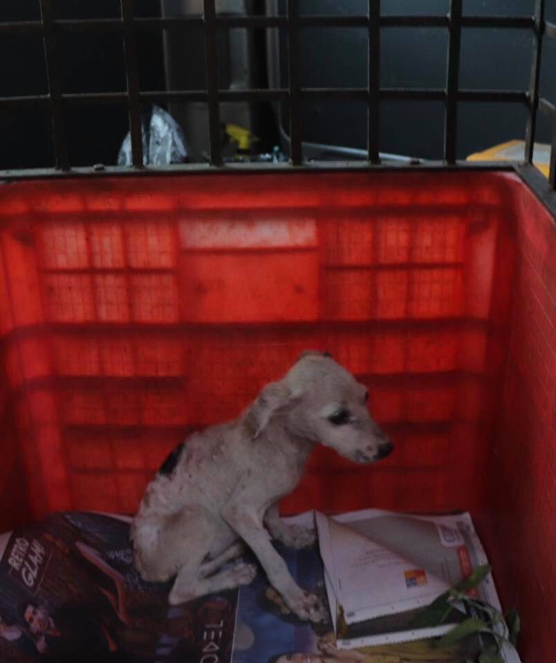 otaradel's tweet photo. From being unwanted, hungry, scared and sick to being in a happy home loved by many. The journey of Peace who was rescued the day after Christmas and adopted last Sunday 😊💕 ☮️
#EmbarkRescue #happyending #streetsogs #loveastreetpooch #embark #srilanka https://t.co/HiqxMHUP0N