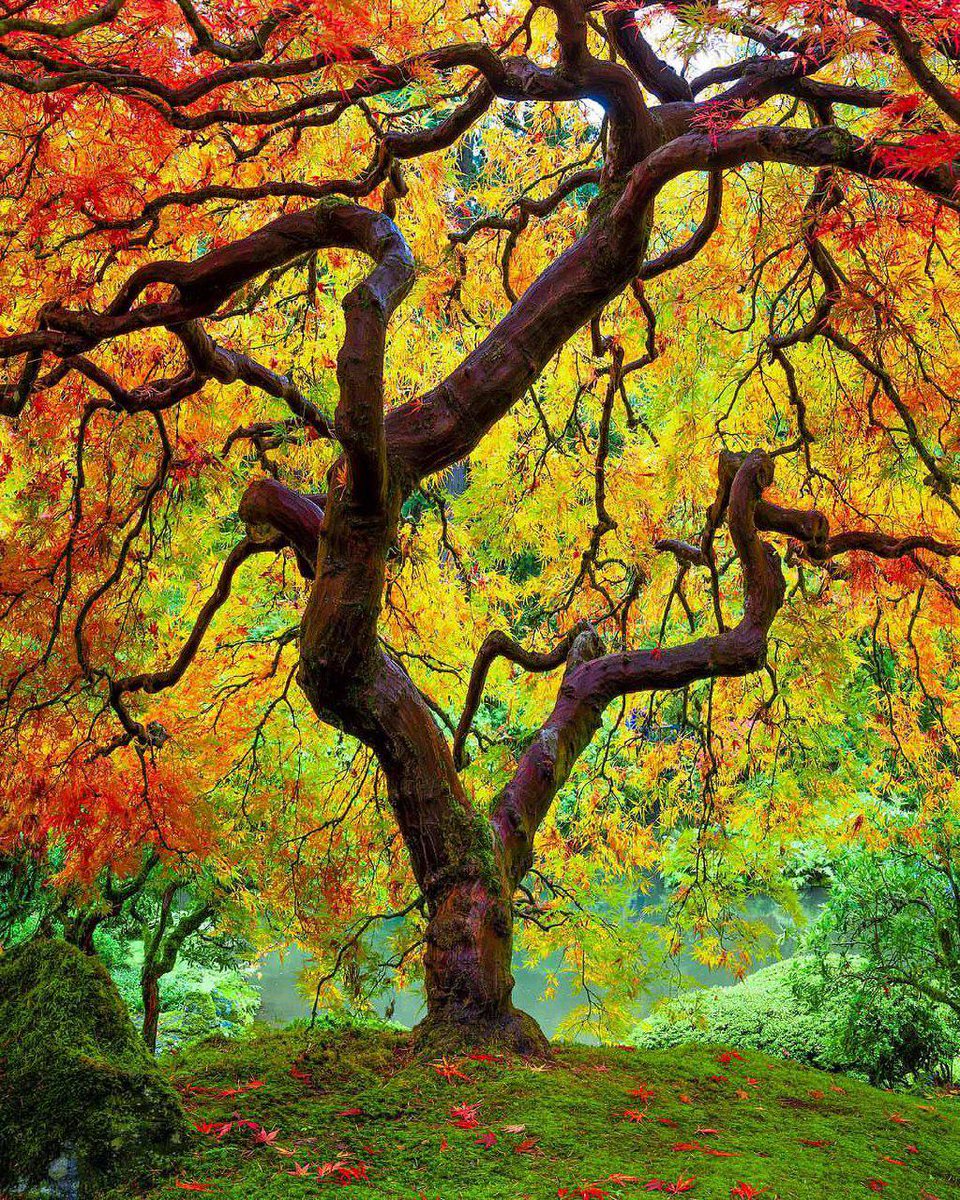 mmpk021's tweet photo. The Rainbow Tree https://t.co/bAYJrVdeKT