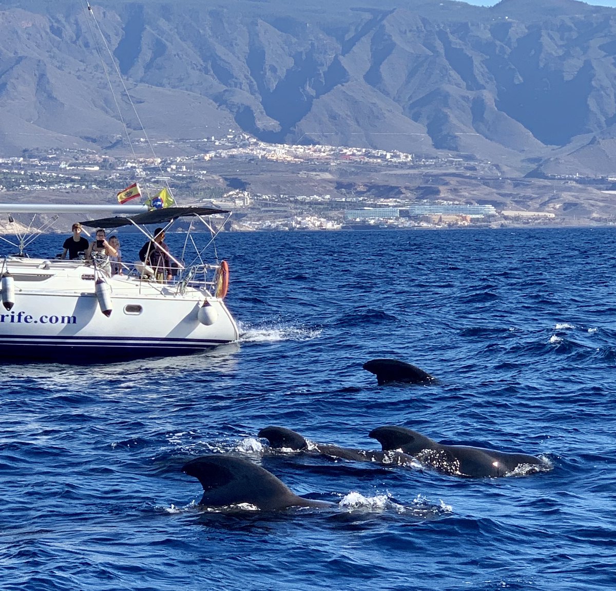 November Anyone can Paint retreat included an afternoon on the water Whale and Dolphin spotting. No Dolphins this day but a small pod of Pilot Whales spend quite some time circling our yacht giving us some great photo opportunities under the lovely warm #Tenerife sun 😊🌞💗