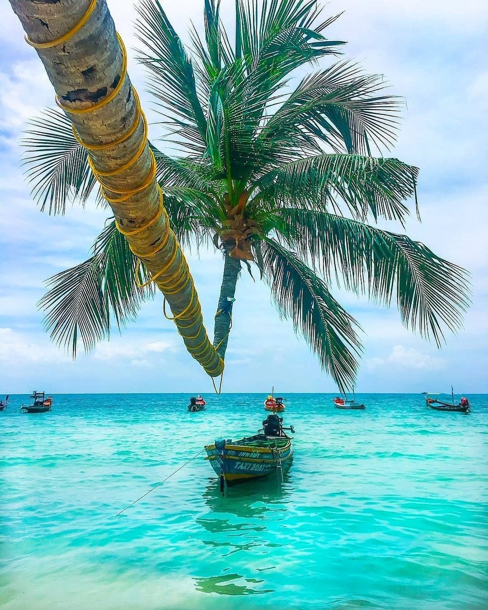 Thaitwister1's tweet photo. Koh Tao Island, #Thailand #thai #holidays #beach #strand #singleurlaub #reisen #palmen https://t.co/uGFk0jDoMR