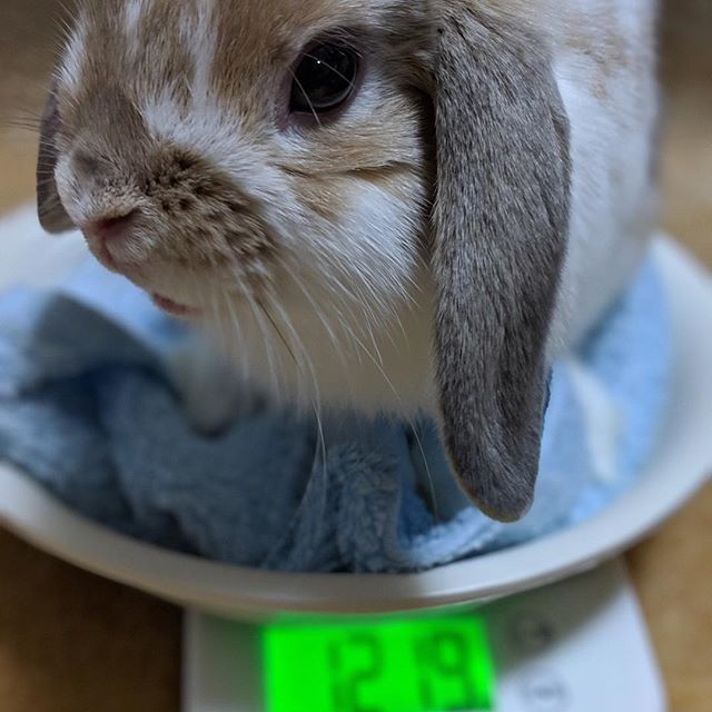 hn_h's tweet photo. 1,219g as of jan 12, 2019.
“i am kind enough to let you check my weight, so it’s your turn to give me some nice treats..”
#bunny #rabbitsofinstagram #cuteanimals #petstagram https://t.co/1z3F72EgGy