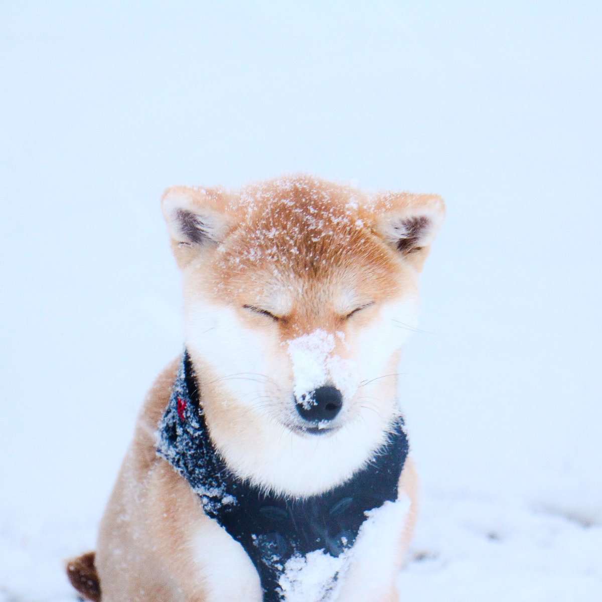 柴犬だいふく A Twitter 雪原に揚げパンが落ちてるわけではありません 給食の揚げパンでもありません Snow Snow Snow 雪 粉雪 Snow Winter こなーゆきー ねぇって絶対歌いたくなる 柴犬だいふく A Twitter 雪原に揚げパンが落ちてるわけではありません 給食の揚げパンでもありません Snow Snow Snow 雪 粉雪 Snow Winter こなーゆきー ねぇって絶対歌いたくなる