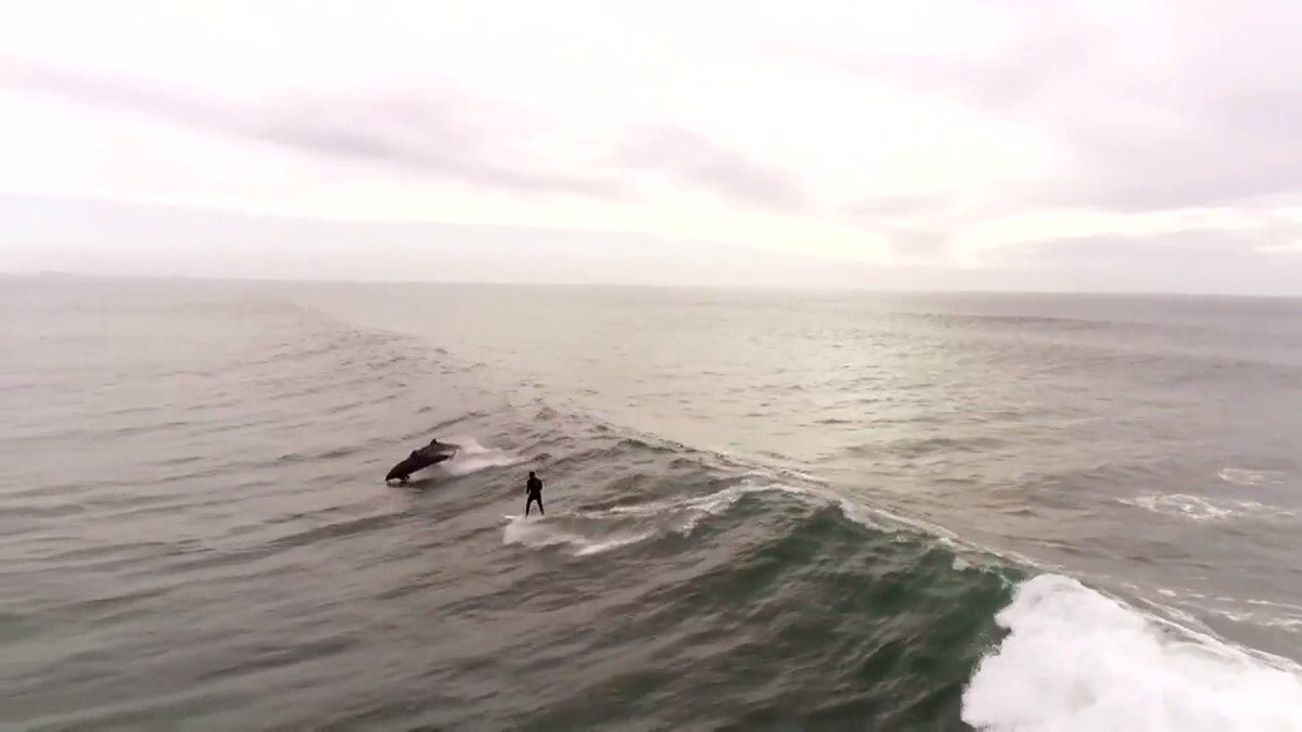 InversaSystems's tweet image. Man surfing wave with dolphins is simply an amazing moment #ShareYourWeatherqqqqqqpovvuqqx.