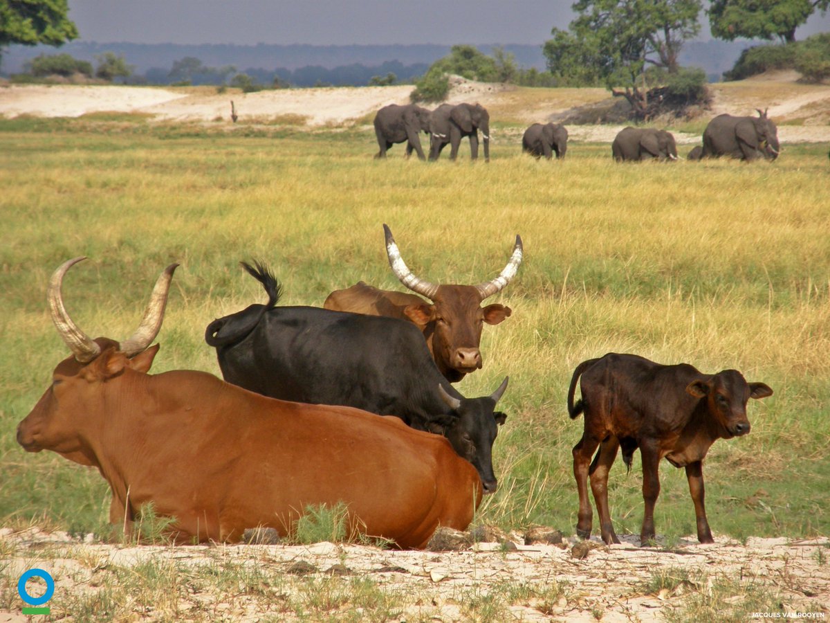 africa_ci's tweet photo. Following an outbreak of foot-and-mouth disease in cattle in the Vhembe District of Limpopo, South Africa, @ConservationOrg and @Peace_Parks are urging policy makers in South Africa to use a non-geographic science based approach. #HerdingforHealth https://t.co/lGwOOrKWTk https://t.co/eHIX8XFCxF