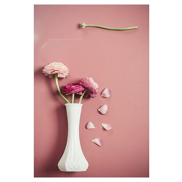 HelenMakadia's tweet photo. A splash of color for Wednesday. .
.
.
#colorstudy #onmytable #ranunculus #petalsandprops #aquietstyle #blush #pinkaesthetic #creativityeveryday #myeverydaymagic #seedscolor #seekinspirecreate #helenmakadiafineart https://t.co/rt5mzSXoDy https://t.co/FHuxfgjCsg