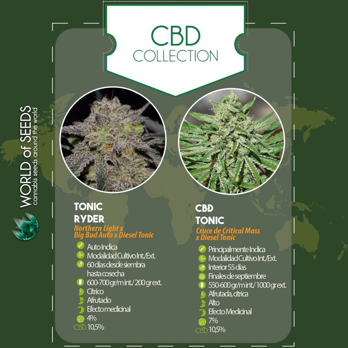 WorldOfSeeds's tweet photo. #TonicRyder & #CBDTonic our two strains of our great #CBDCollection ⚕️ 💚💚🌱 #WorldofSeeds #WoS #CannabisSeedsAroundTheWorld #CannabisStrains #CannabisSeeds #CBDStrains #CBD #cannabis #marijuanaseeds #cannabiscommunity #MedicinalCannabis #Medicinal #Cannabismedicinal #seedsbank https://t.co/HTIqY34Gv4