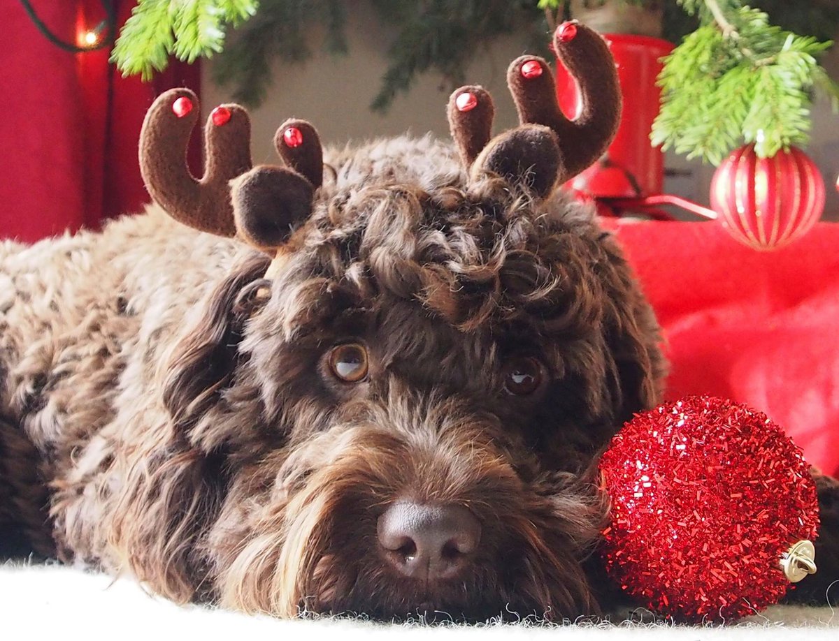 identichip collar tag