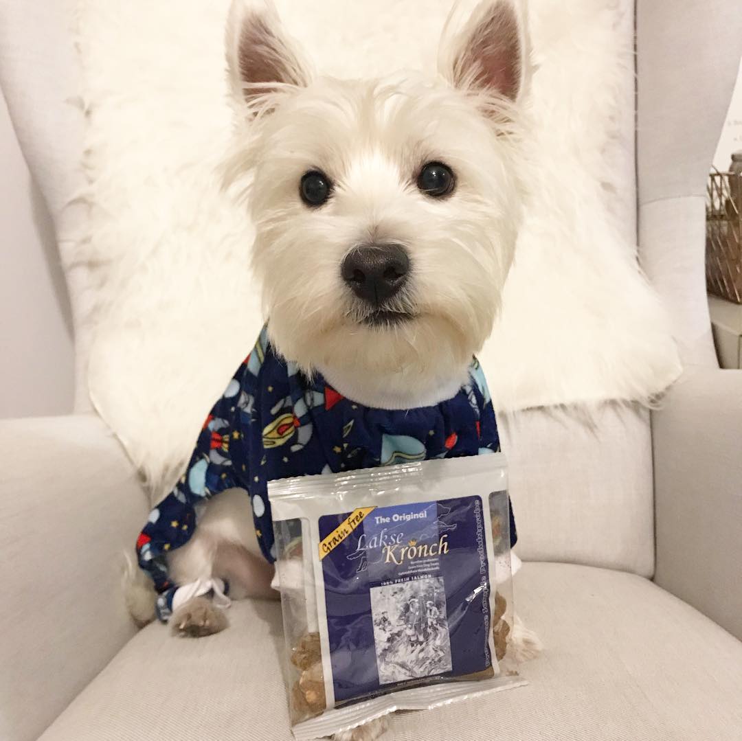 tribunsanatiofc's tweet photo. Ok, you got me at salmon treats which is my favorite protein 😍😂
Shoutout to @kronch_usa for the tasty salmon treats and salmon oil
#westie #westiegram #westiesofinstagram #dogsofnyc #dogsofinstagram

https://t.co/u9gDBjphq7 https://t.co/Z5dorFHz6G